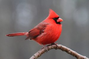 red-bird